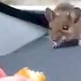 Guy Finds A Mouse In His Car
