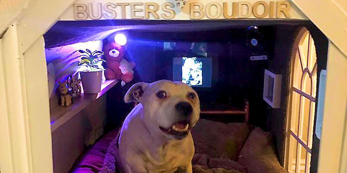 Nervous Dog Gets A CustomMade Bedroom Videos The Dodo