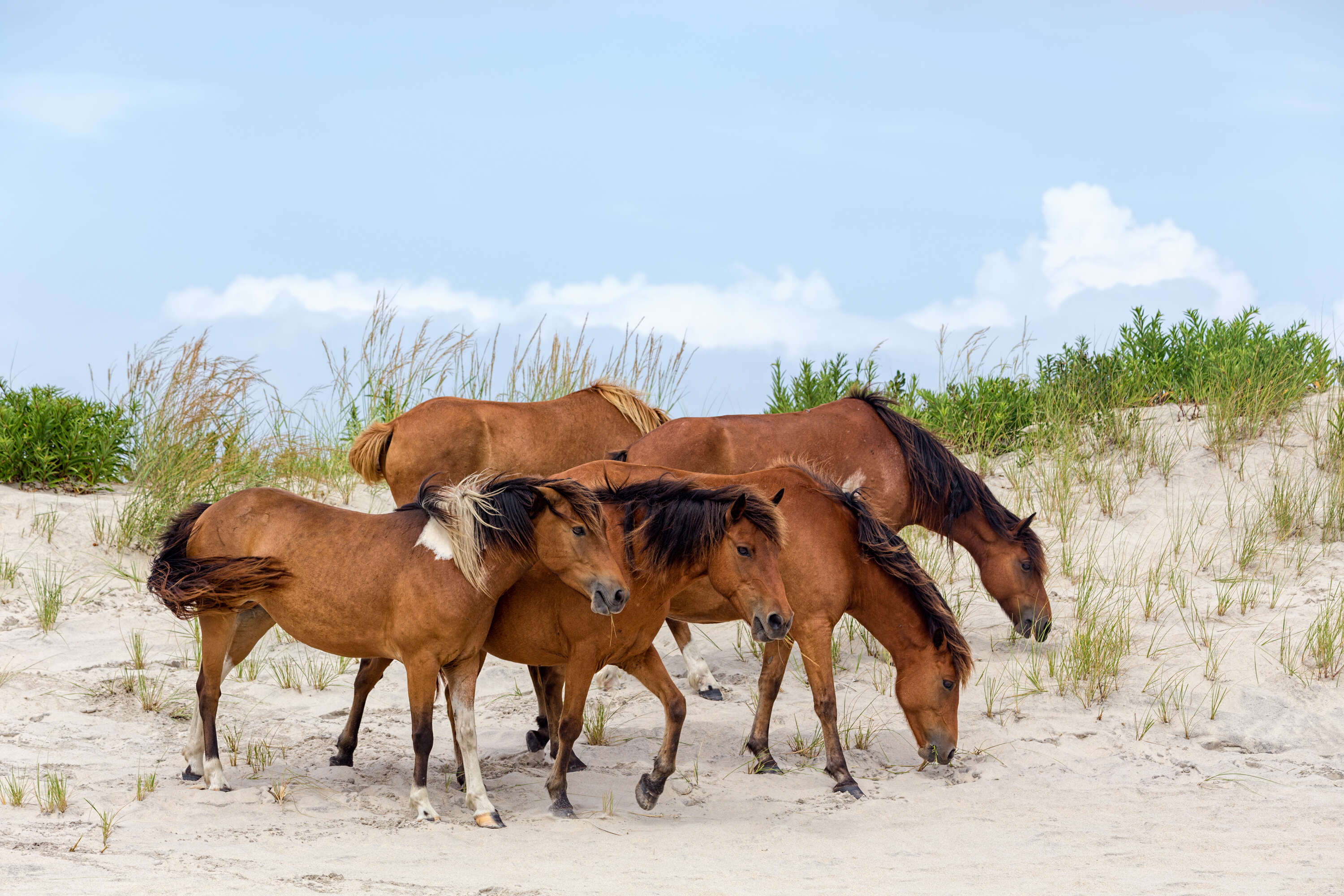 assateague