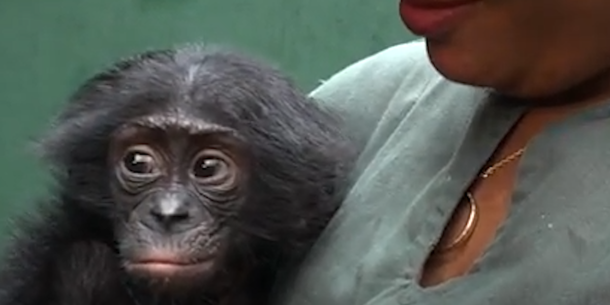 Orphaned Baby Ape Gets A New Mom To Love Him Videos The Dodo