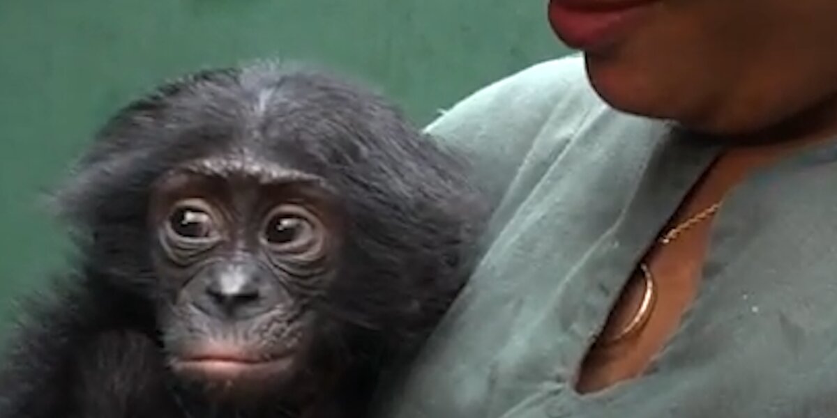 Orphaned Baby Ape Gets A New Mom To Love Him - Videos - The Dodo