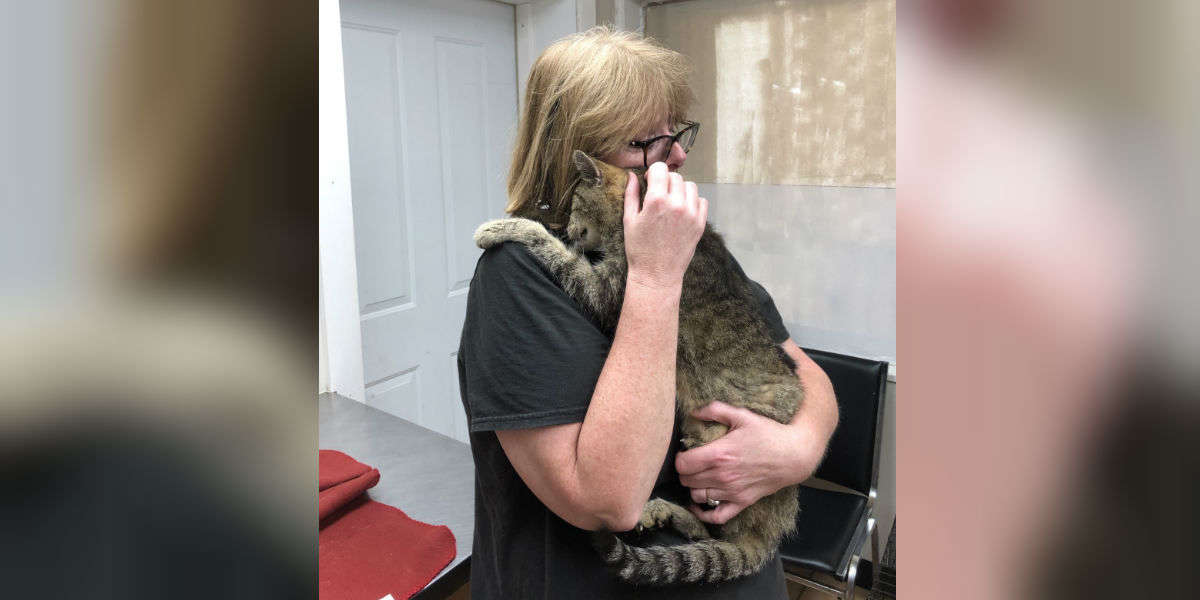 Cat Reunited With Family After 11 Years - The Dodo