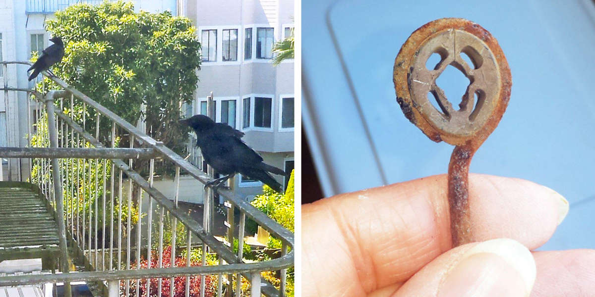 Crows Keep Bringing Presents To Woman Who Is Kind To Them The Dodo