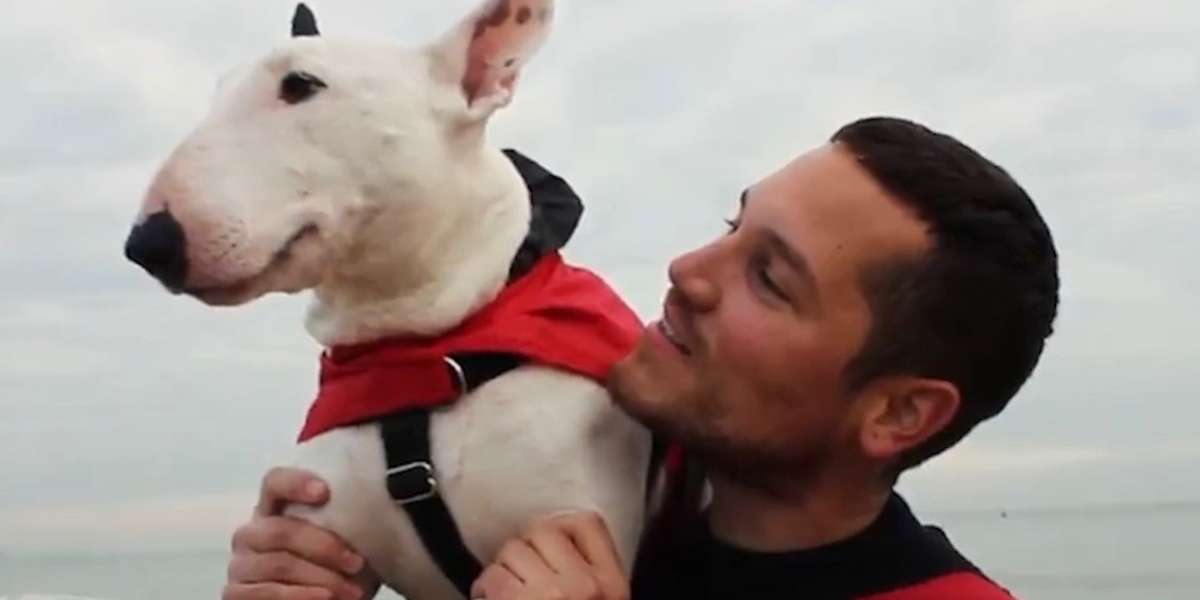 4 Things You Learn Traveling With Your Dog - Videos - The Dodo