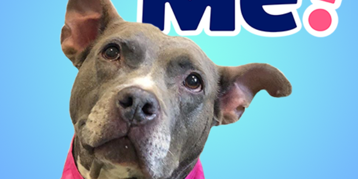 Adopt Me! - The Dodo