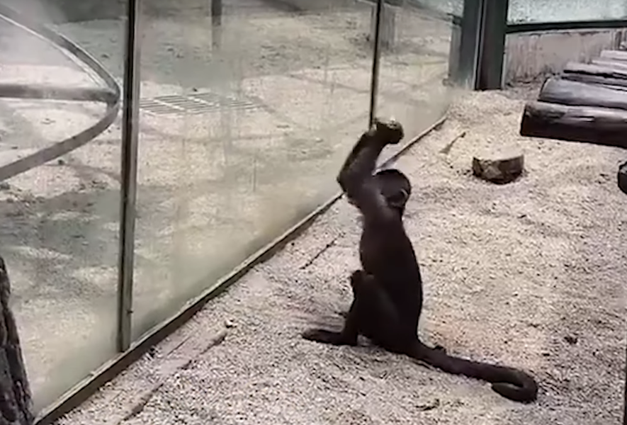 Сбежала обезьяна. Обезьяна бежит. Обезьяна бежит. Обезьяна бегает. Мартышка бежит.