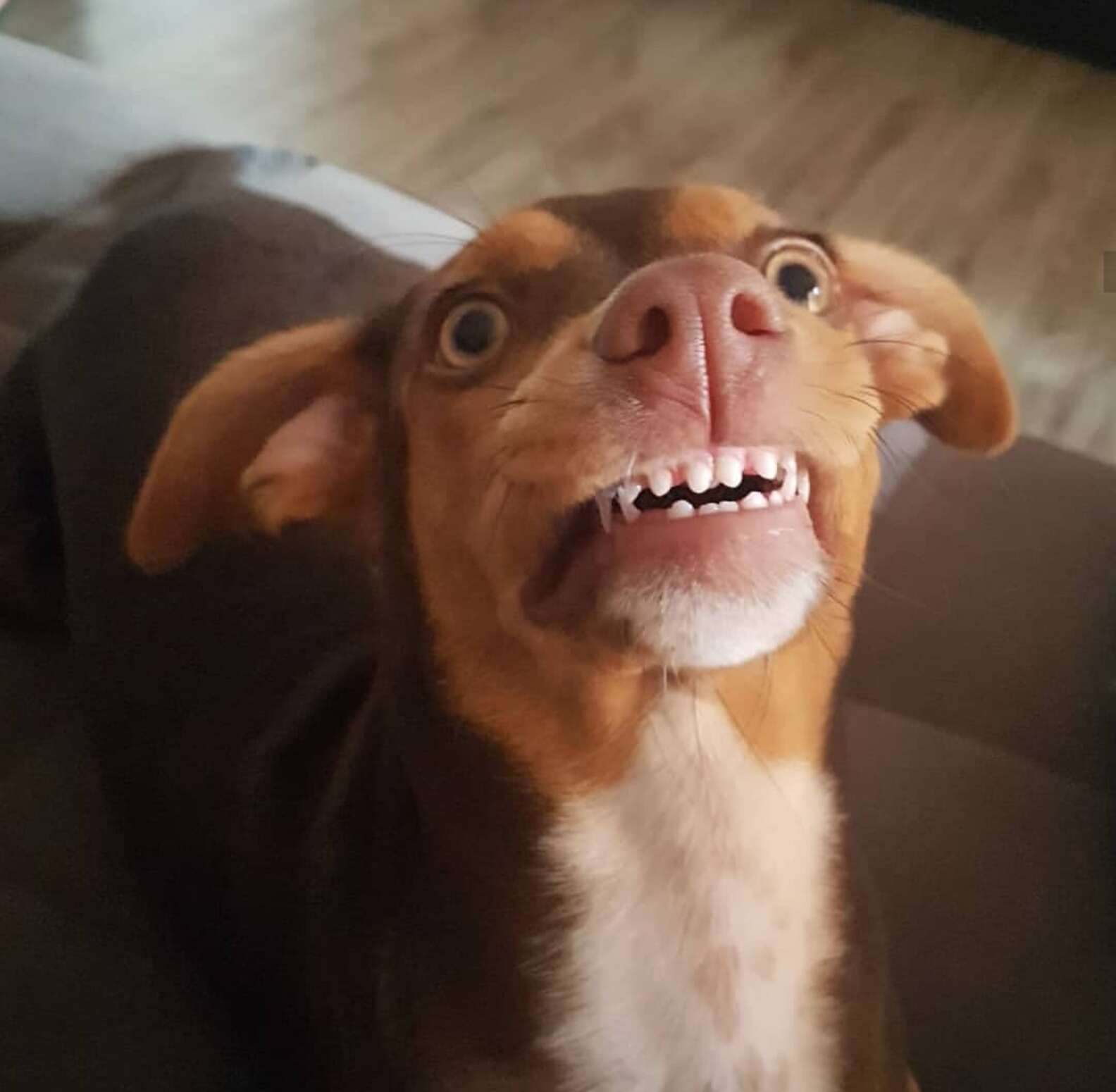 Dog Can't Help But Smile As Grandma Searches For Her 'Lost' Dentures ...