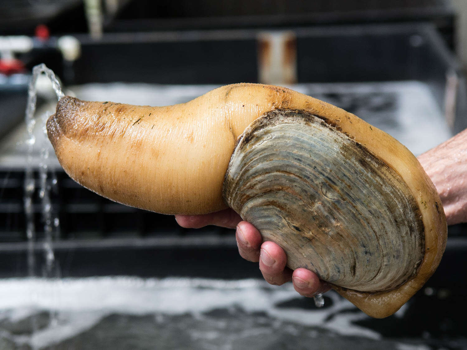 A geoduck clam squirting out water