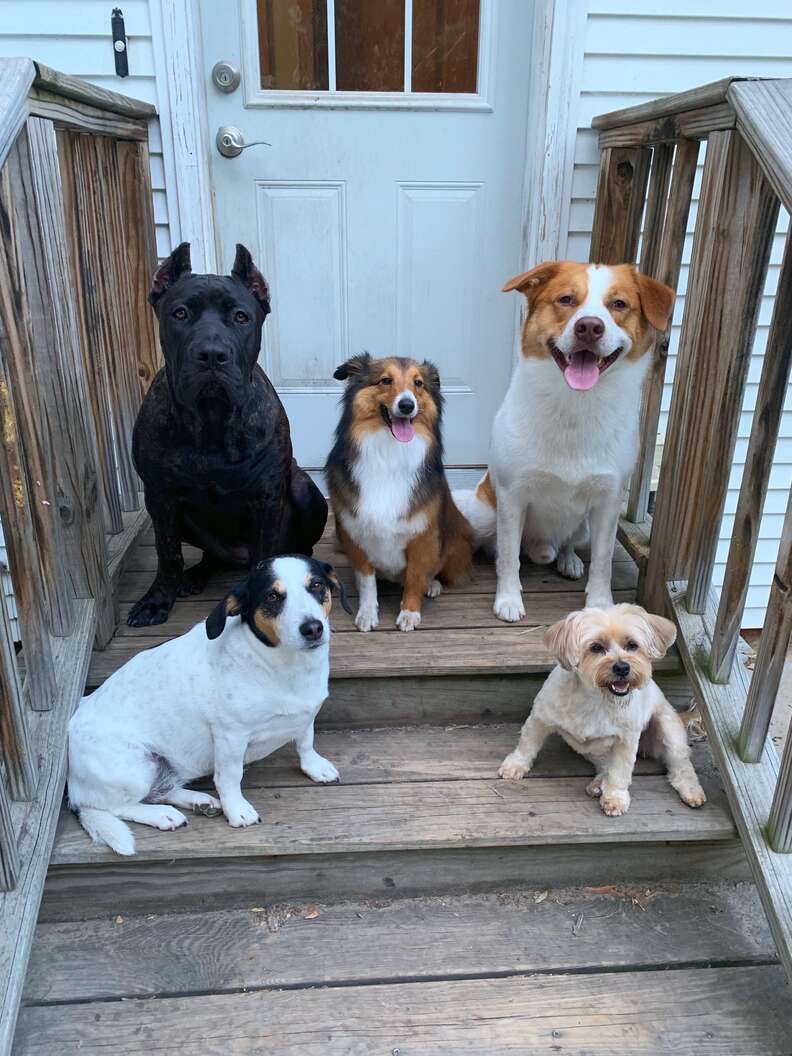 dogs watch mom