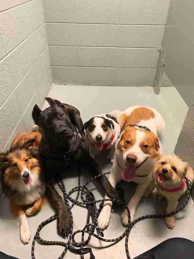 Dogs Watch Mom In Bathroom The Dodo