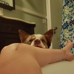 dog watches pregnant mom