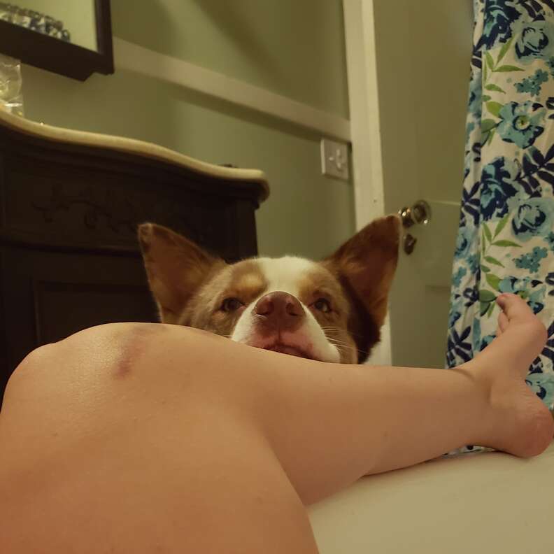 dog watches pregnant mom