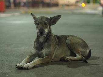 Franci the stray who hangs out at the mall