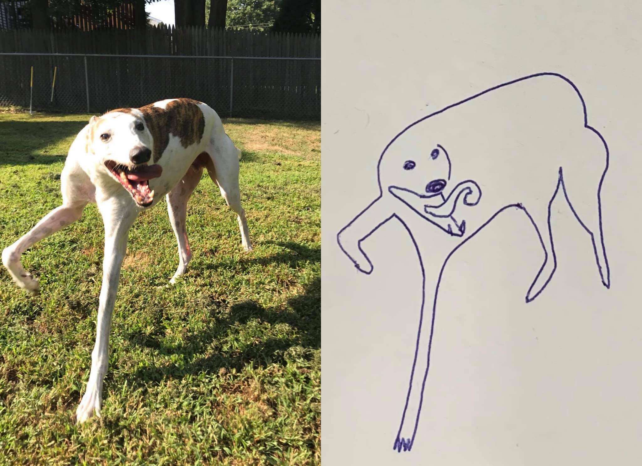 guy draws dog