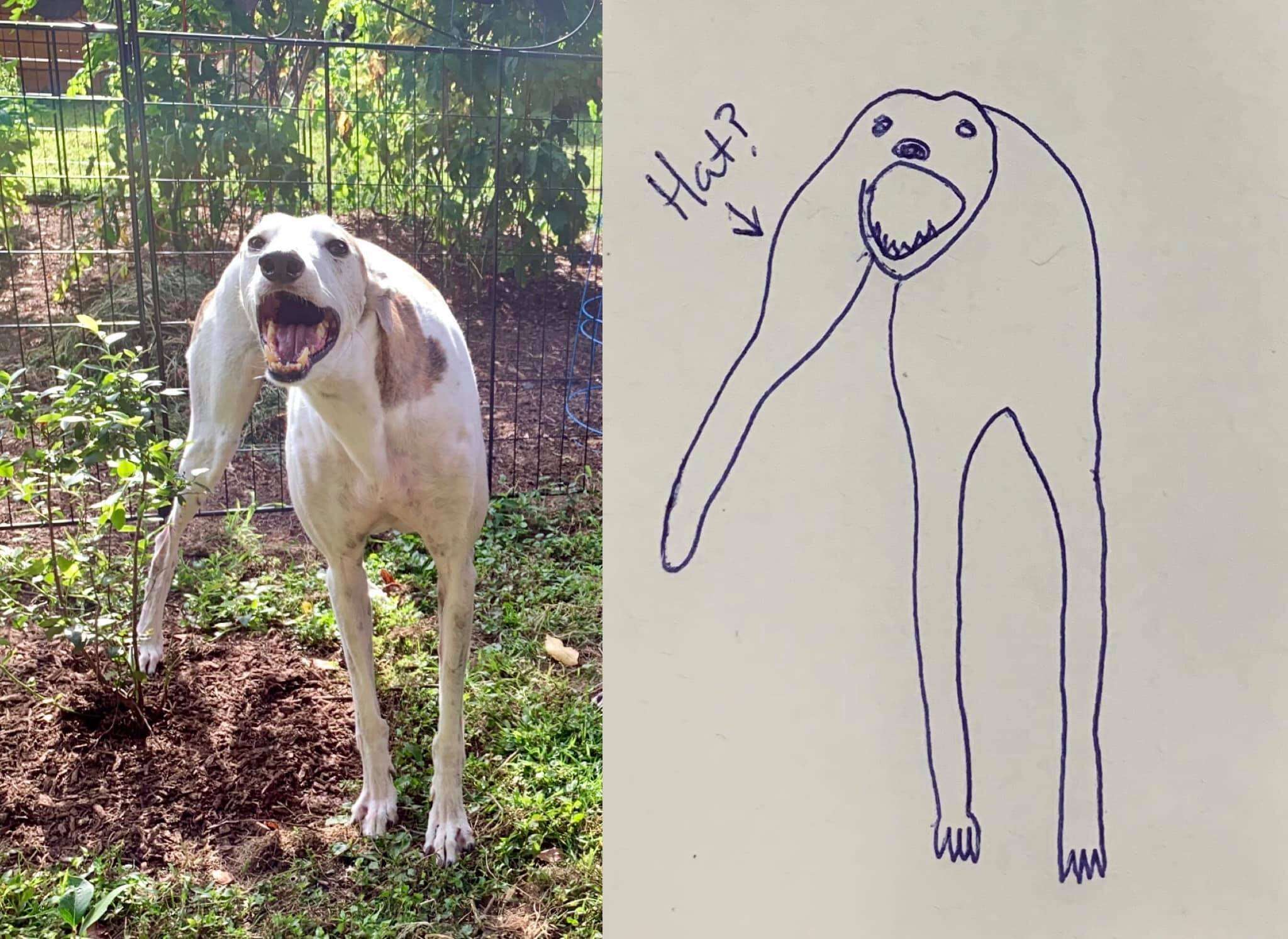 guy draws dog