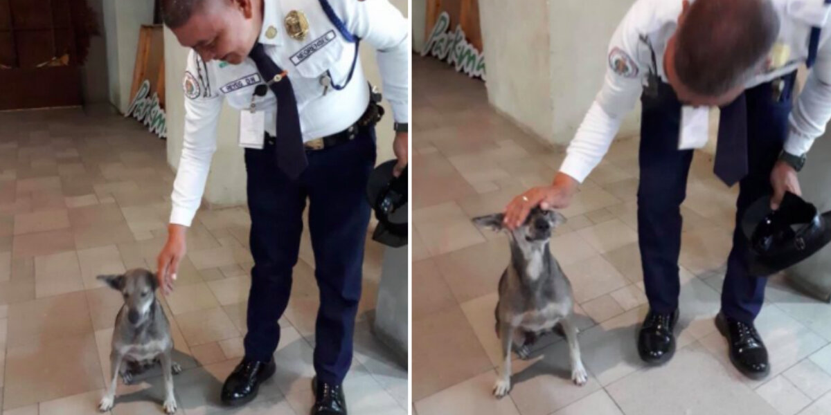 Stray Dog Follows Mall Security Guard Around Until He Adopts Her - The Dodo