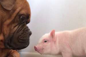 Huge Dog Is So Gentle With His Piglet Sister