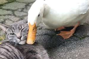 Duck Provokes Her Cat BFF All Day Long