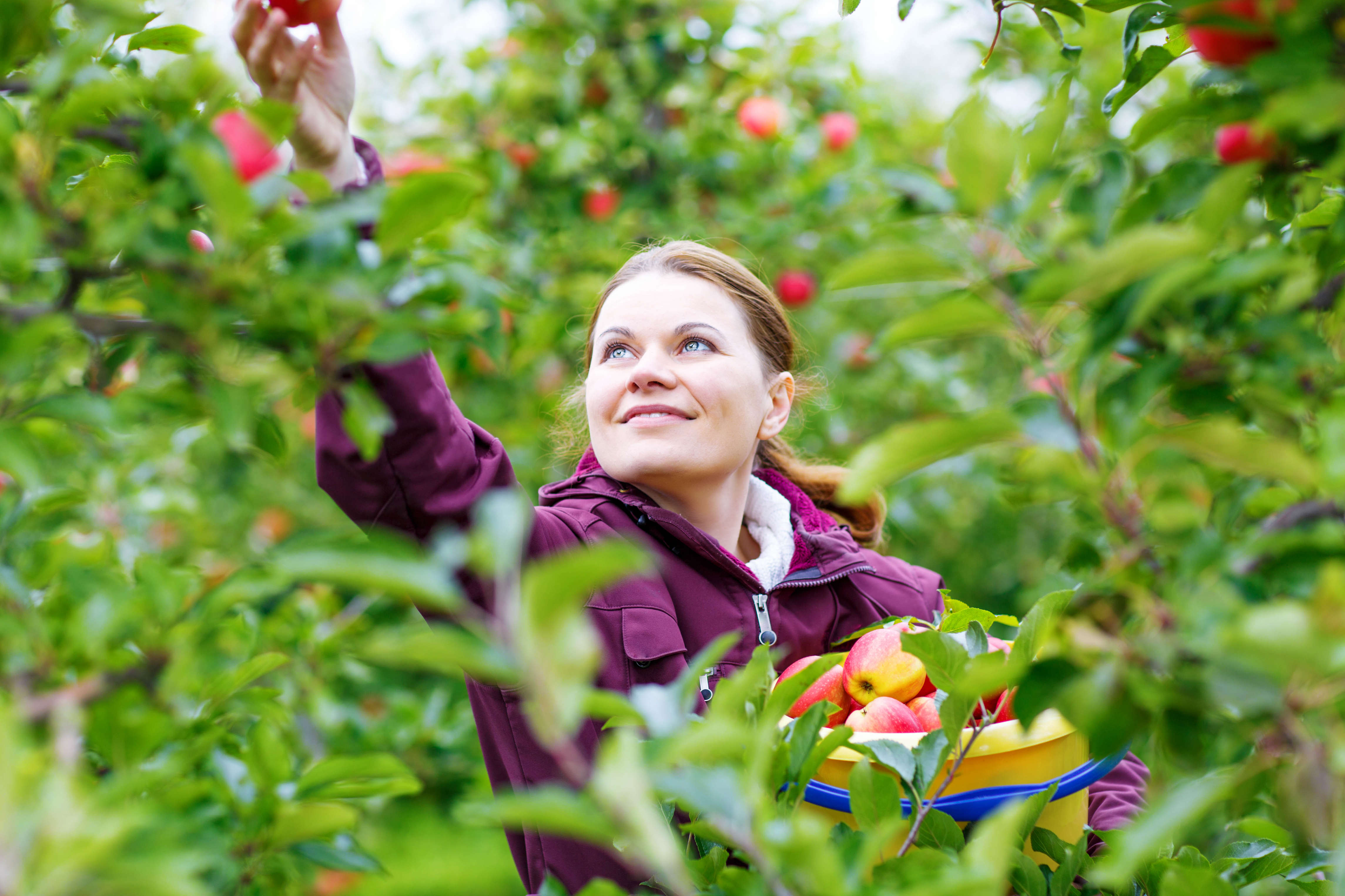 Best Apple Picking In Nj New Jersey Farms Apple Orchards To Visit Thrillist