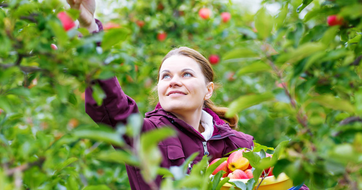 Best Apple Picking In Nj New Jersey Farms Apple Orchards To Visit Thrillist