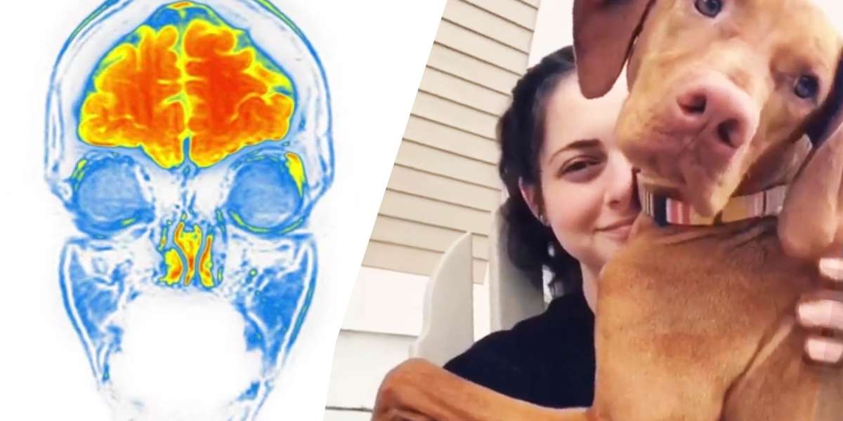 Proof That Dogs Really Do Make Us Happy - Videos - The Dodo
