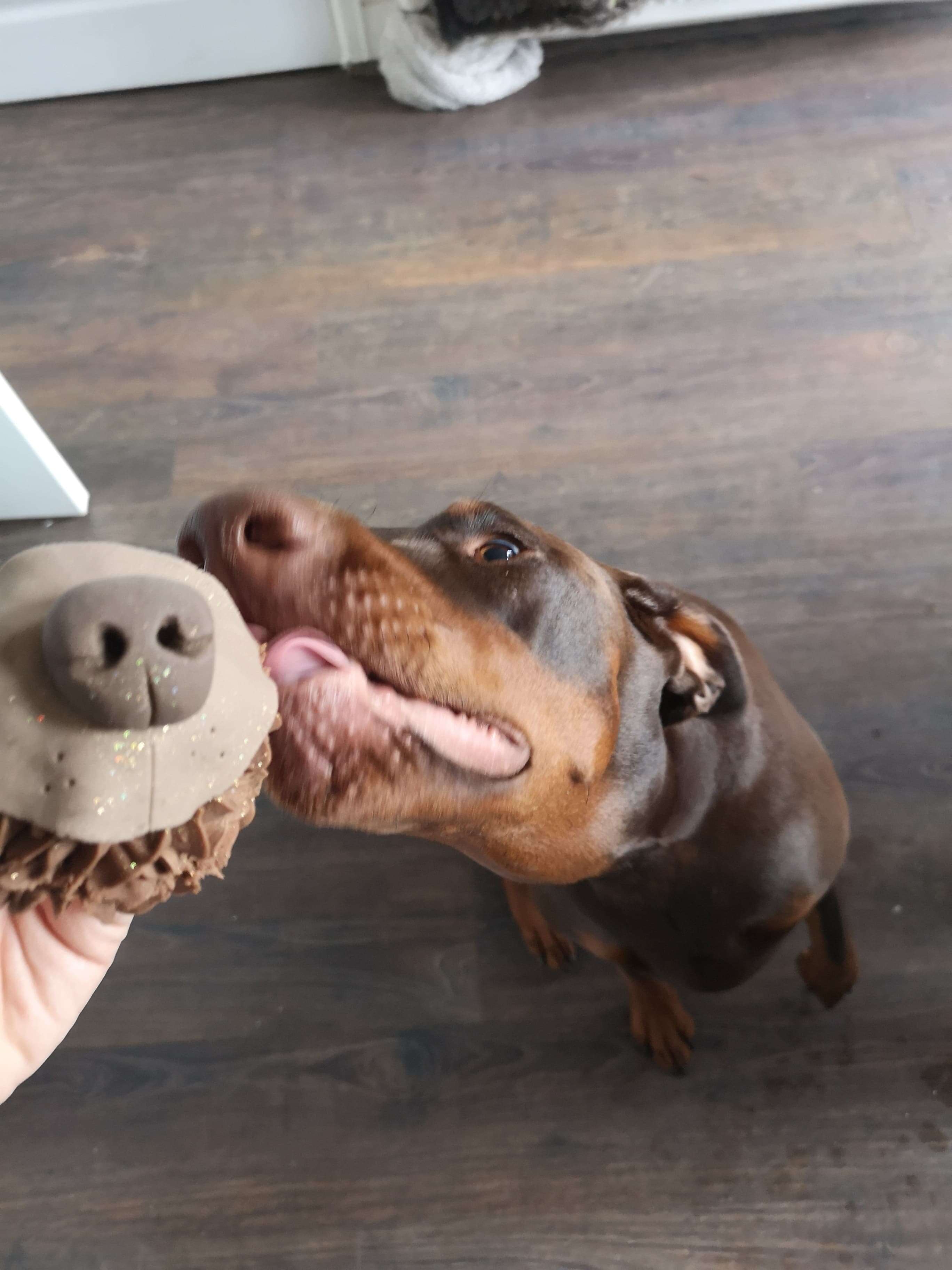 dog nose cupcakes