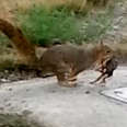 Watch This Squirrel Mom Run From Tree To Tree To Get Her Babies