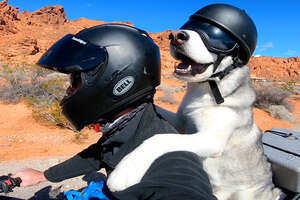 Guy And His Dog Are Visiting All 50 States On A Motorcycle