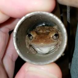 A treefrog hides from Hurricane Dorian in a wind chime