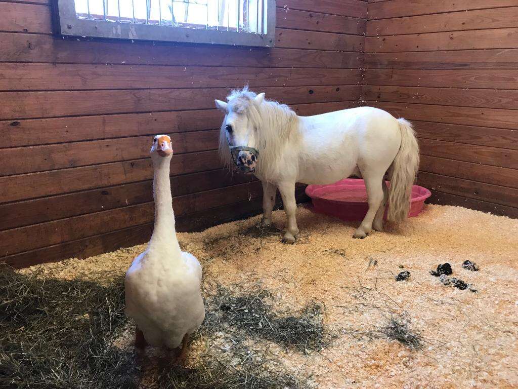 Goose and Mini horse best friends at PA shelter