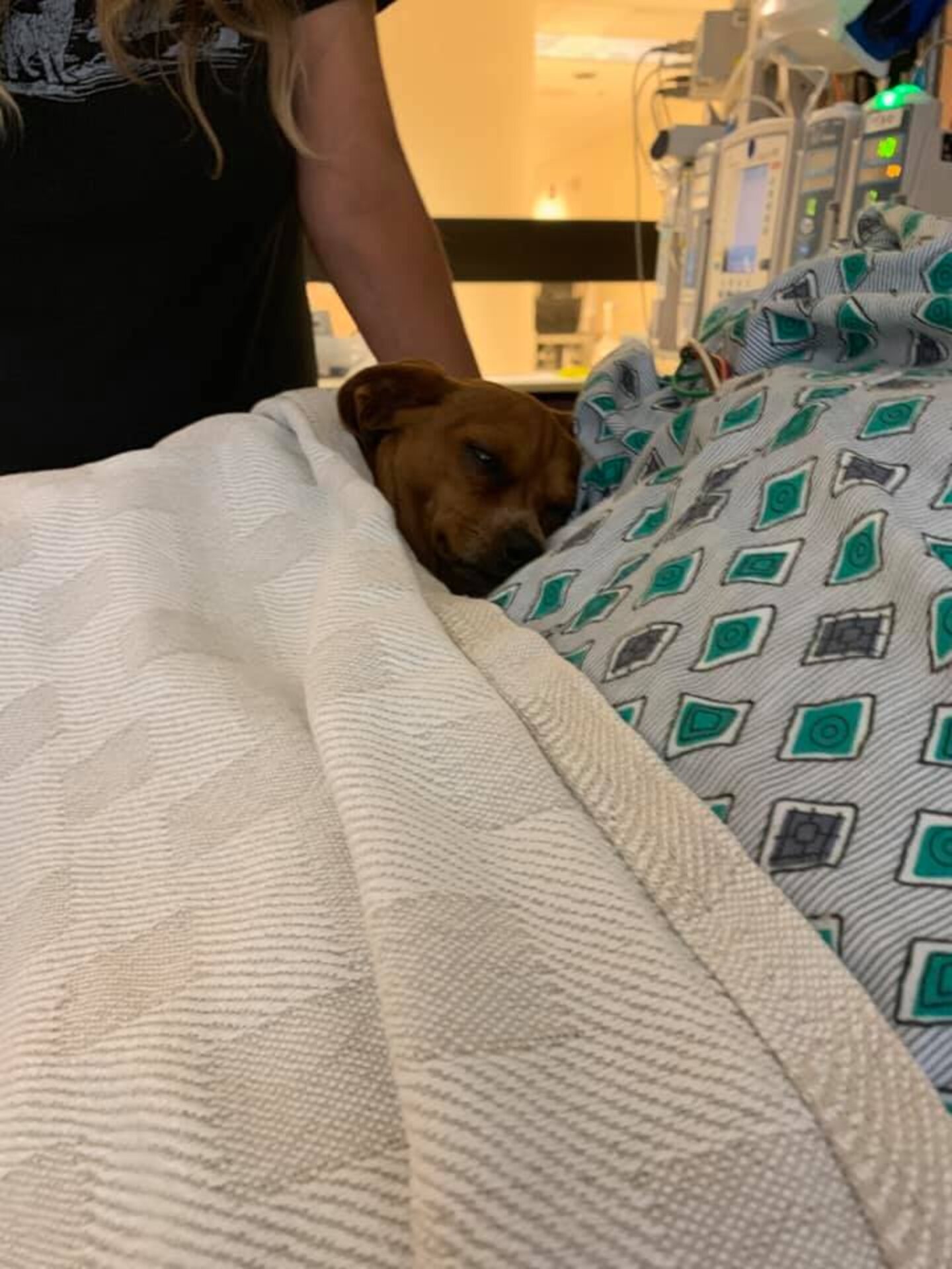 Dog Comforts Sick Dad In Hospital - The Dodo