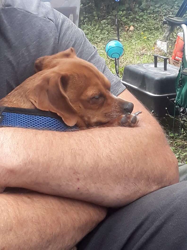 dog comforts dad