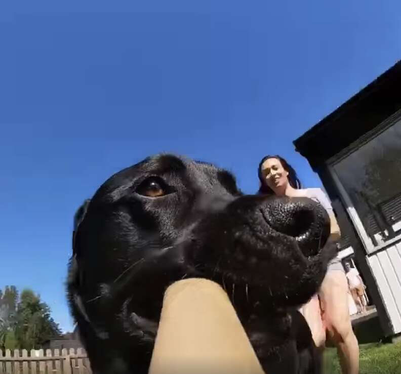 Dog stole a clearance gopro