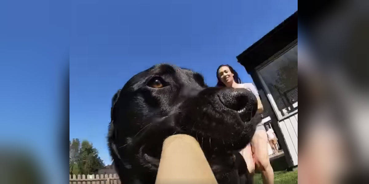 Dog stole a gopro sale