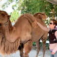 Camel Who Had Almost Given Up Finally Runs Free 