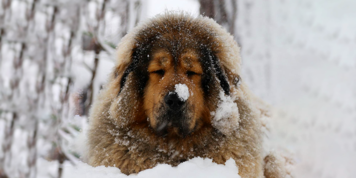 Dog Has The Most Perfect Fluffy Fur Videos The Dodo