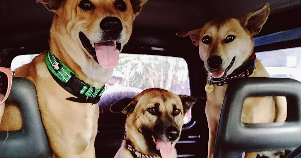 Nothing Makes This Couple Happier Than Adopting Street Dogs - Videos