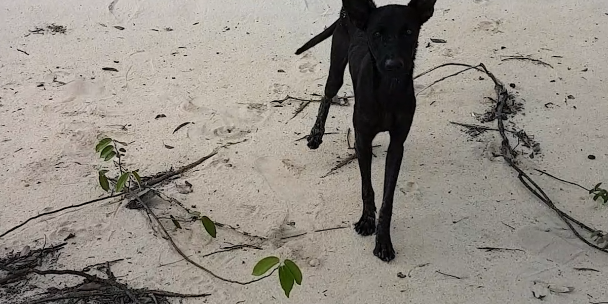 Guy Finds Starving Dog On Deserted Island - Videos - The Dodo