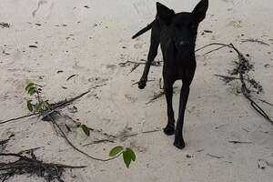  Guy Finds Starving Dog On Deserted Island 