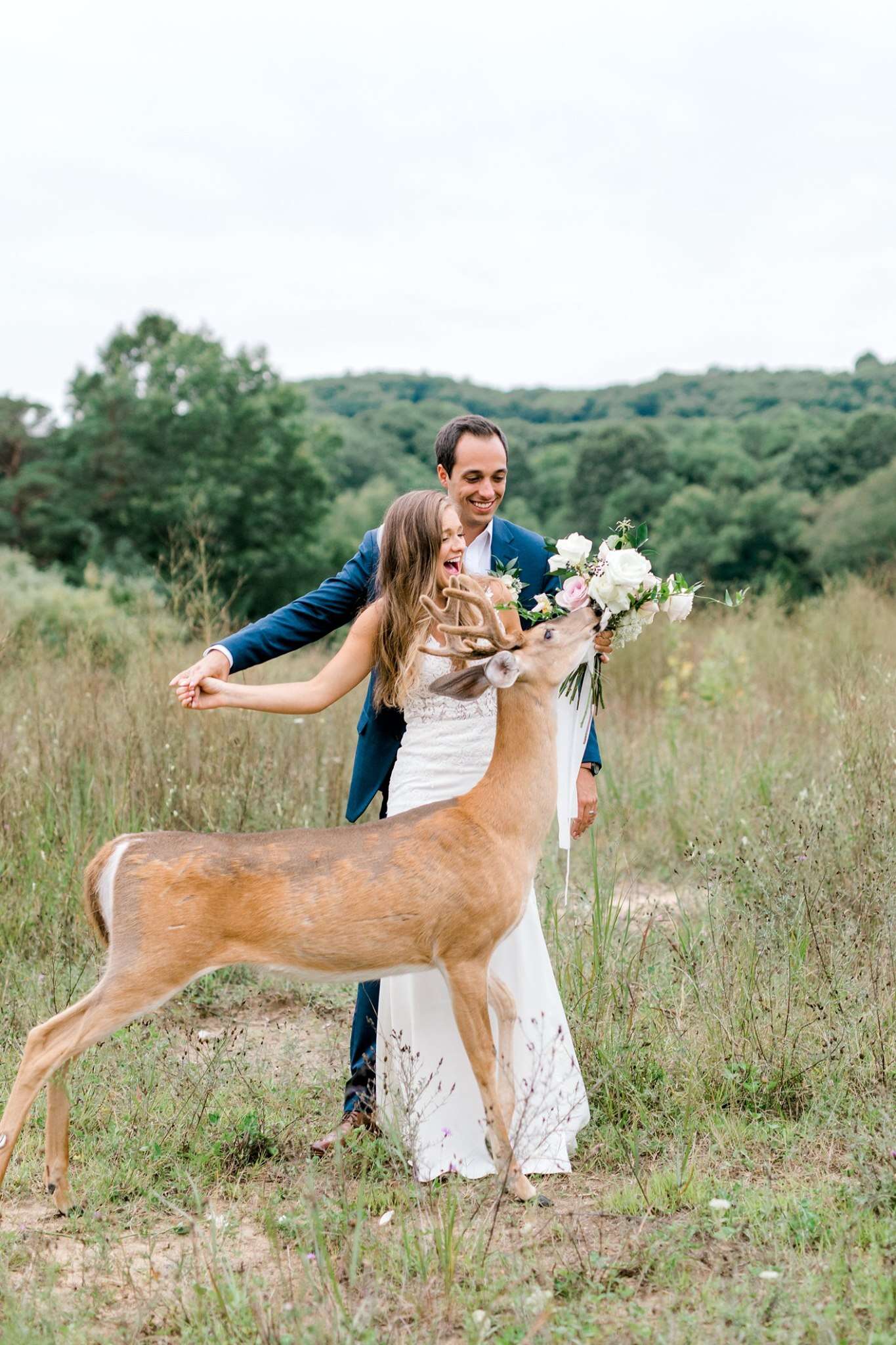 Wild deer eats bride's bouquet