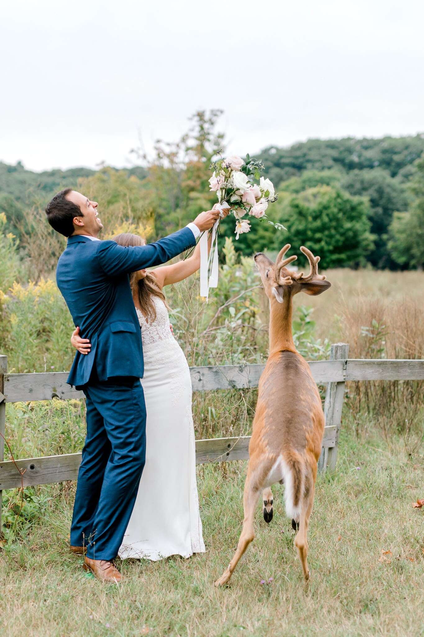 Wild deer chows down on bride's bouquet