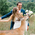 Wild Deer Crashes Wedding Shoot To Eat The Bride's Bouquet