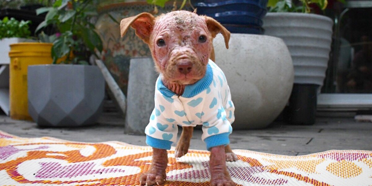 Teeniest Bald Puppy Grows The Most Gorgeous Fur Coat - Videos - The Dodo