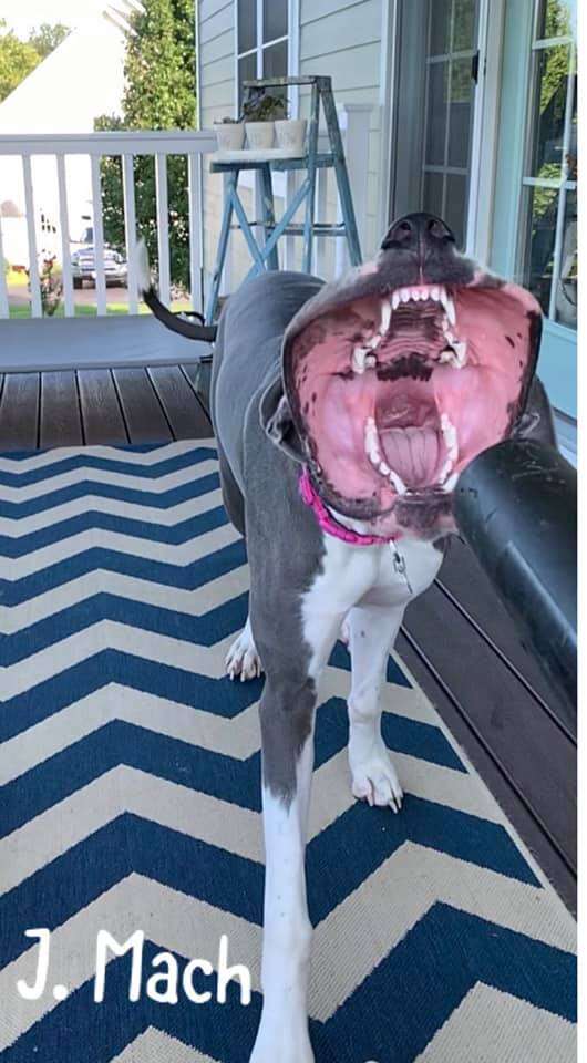 Dog Attacks Leaf Blower And It s Hilarious The Dodo