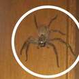 Family Fights Over Who Will Get Huge Spider Out Of The House