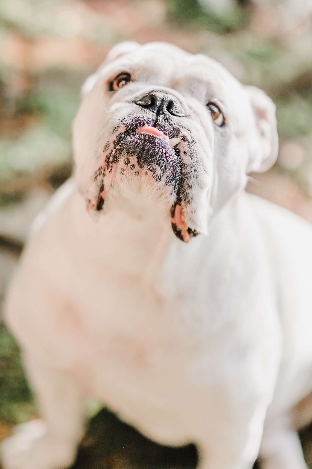 dog wedding photo shoot