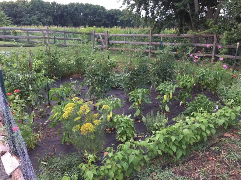 Gardener Sets Up Camera To See Who's Been Stealing His Vegetables - The ...