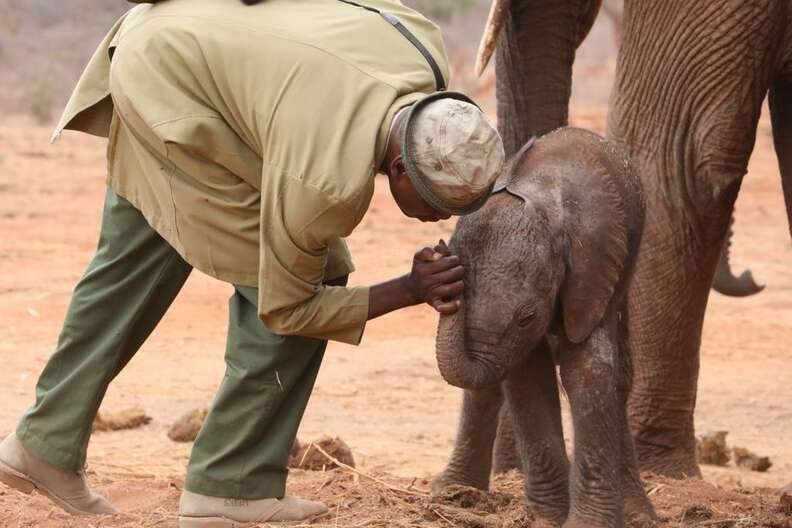 Head keeper meets elephant calf for first time