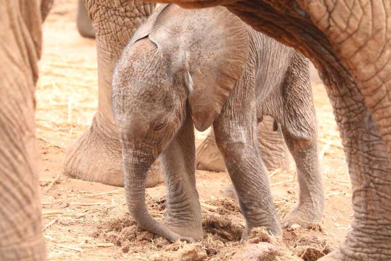 Baby elephant Lili at the Sheldrick Wildlife Trust