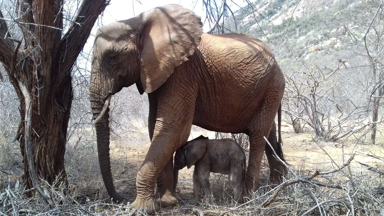 Elephant Introduces Her New Baby To The People Who Saved Her - The